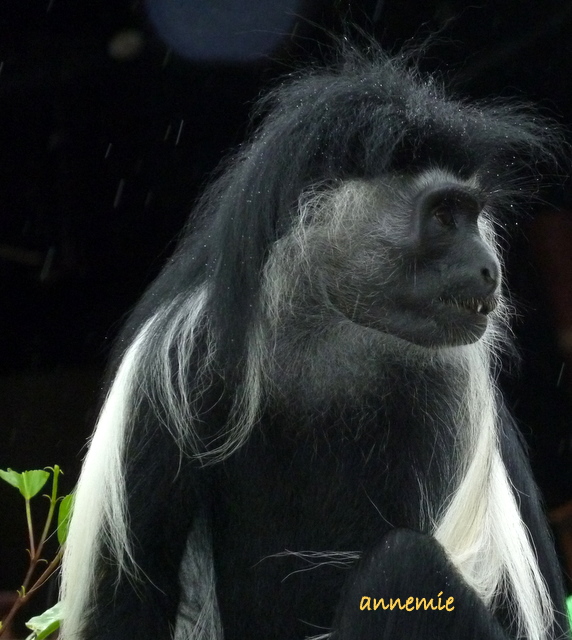 Kenya  Monte Kenya - Le scimmie Colobus P1010412