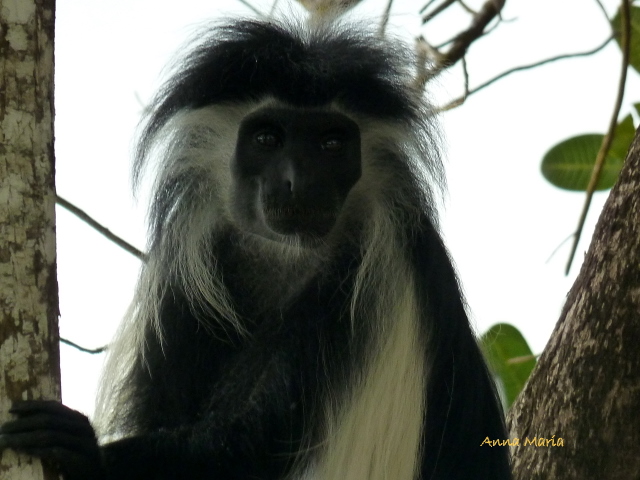 Kenya  Monte Kenya - Le scimmie Colobus P1010413