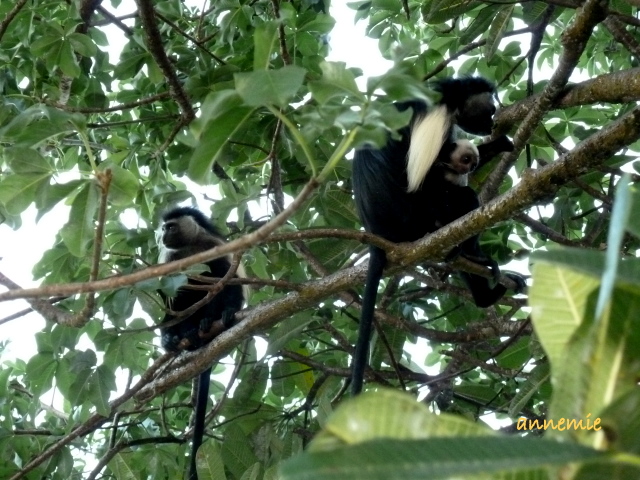Kenya  Monte Kenya - Le scimmie Colobus P1010511