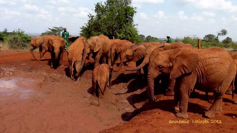 Kenya Daphne Sheldrick's Elephant Orphanage - Pagina 7 P1010713
