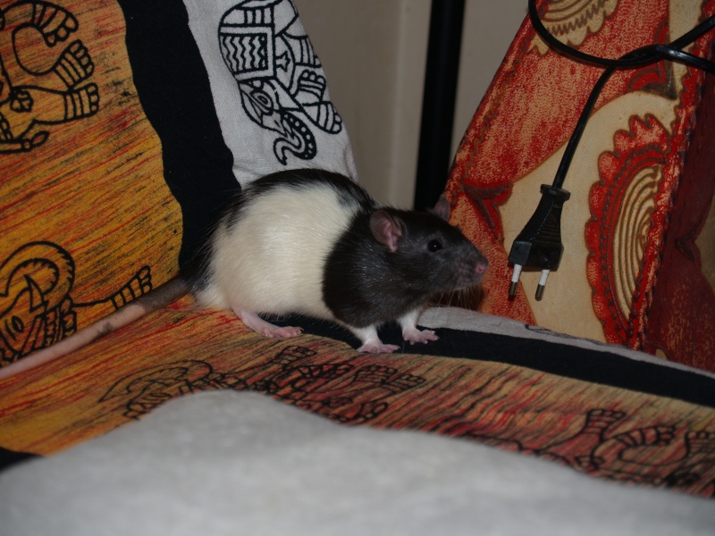 Les ratons-mignons, seconde génération P1308319