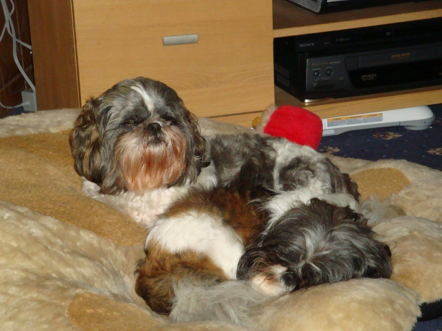 Rescuing two Shih Tzus tonight Dogs2_11