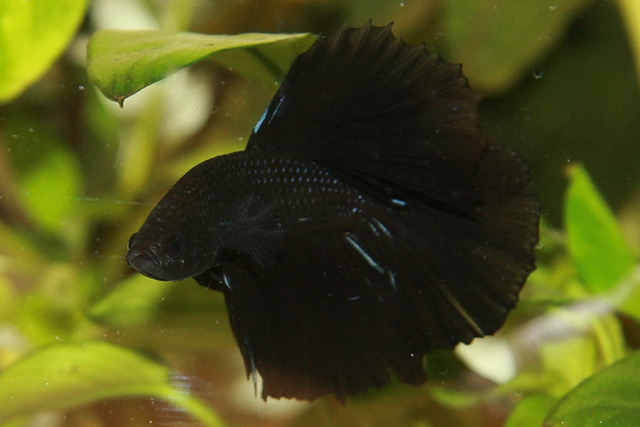 Silas Silas_13