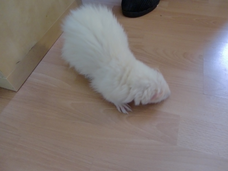 Thao furet albinos - transférée vers cody's ferret Cimg4710