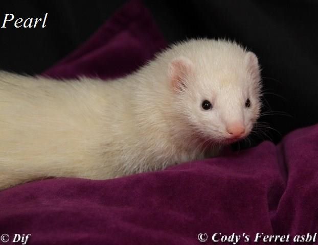 Pearl, femelle DEW - transféré vers cody's ferret Pearl10