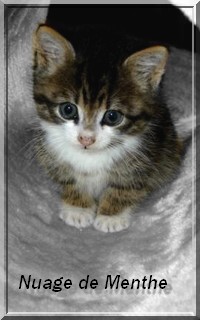 ~ Petite Menthe, chaton bientôt apprentie du Clan du Vent [LIBRE] Sans_t15