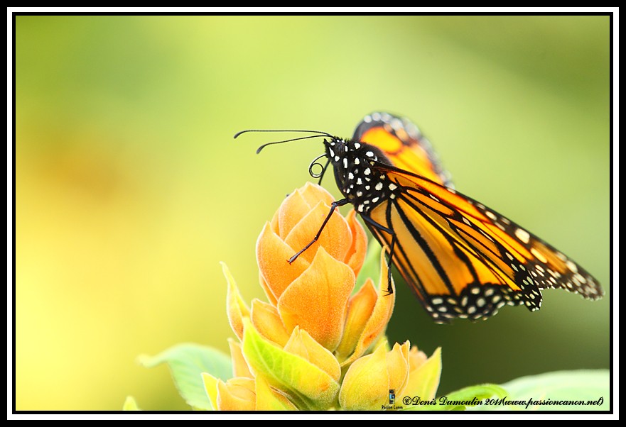 Papillon en liberté(Jardin botanique de MTL) 1dmki381