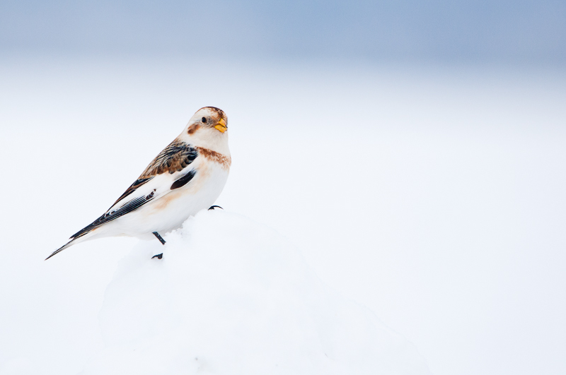 Concours Plectrophanes des neiges Daniel11