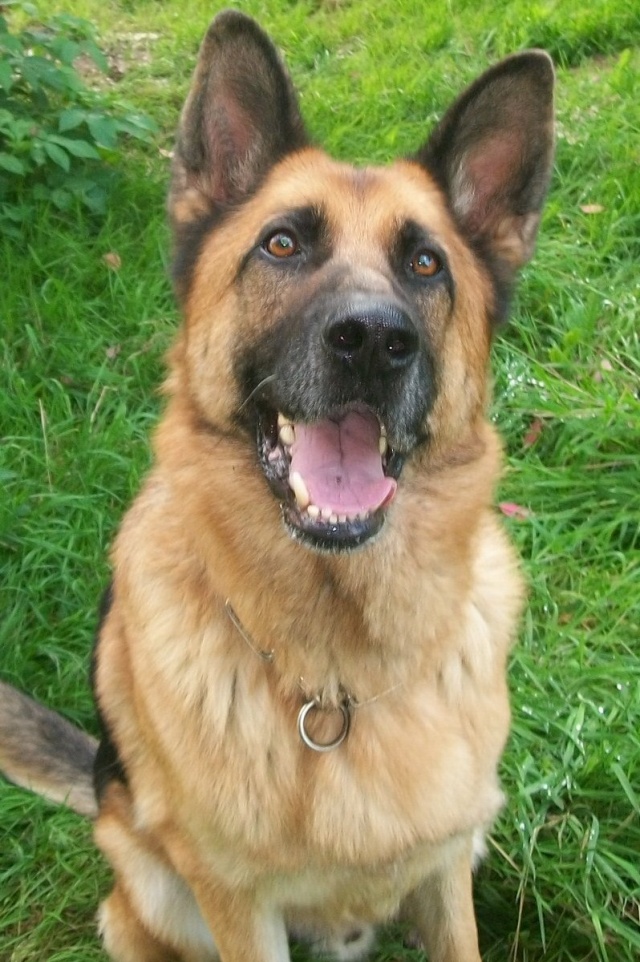 VICOMTE berger allemand male 6 ans et demi...Adopté Mes_za11