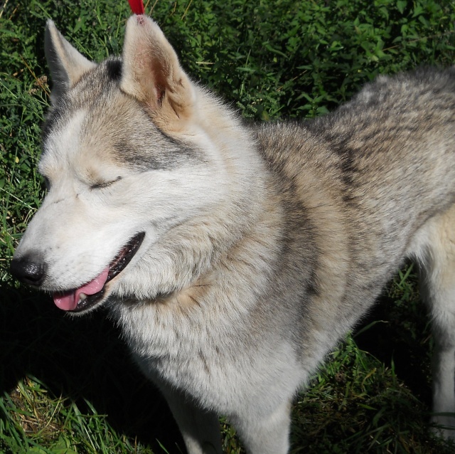 SOYEUR - husky male lof - né en 2004 - ascn Soyeur11