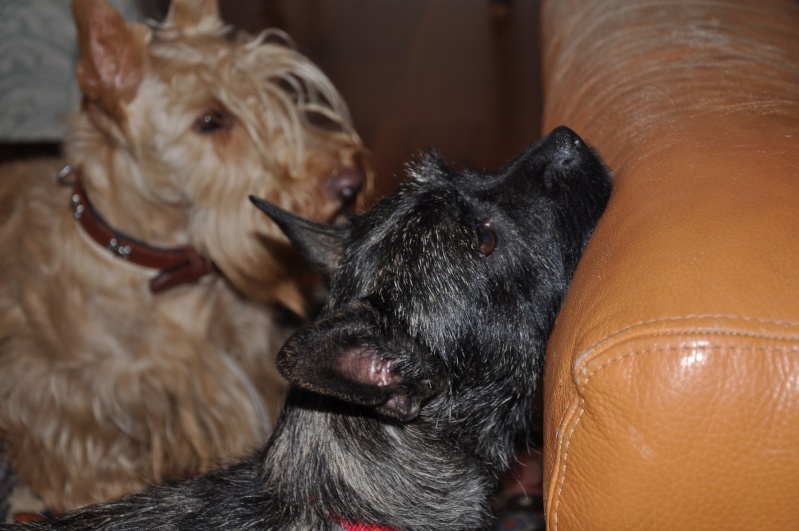 FUSCHIA type X cairn terrier de 2 ans bringée / NEED 1er_se10