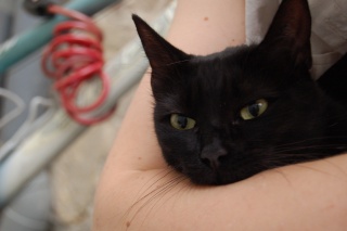 REGLISSE (Gélule), née en 2009, petite chatte noire adorable Dsc_9114