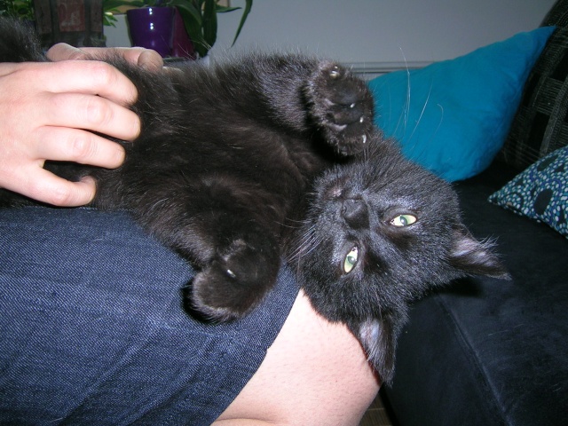 Bagheera ( ex Koko), chaton noir, né mi-juillet 2012 Dscn3712