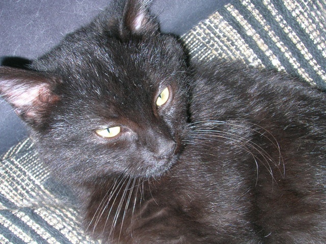 Bagheera ( ex Koko), chaton noir, né mi-juillet 2012 Dscn3812