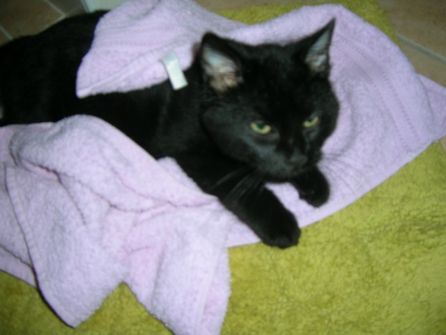 Bagheera ( ex Koko), chaton noir, né mi-juillet 2012 Dscn3820