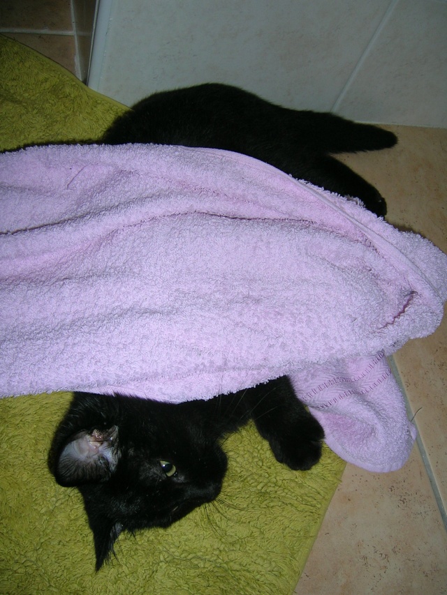 Bagheera ( ex Koko), chaton noir, né mi-juillet 2012 Dscn3821
