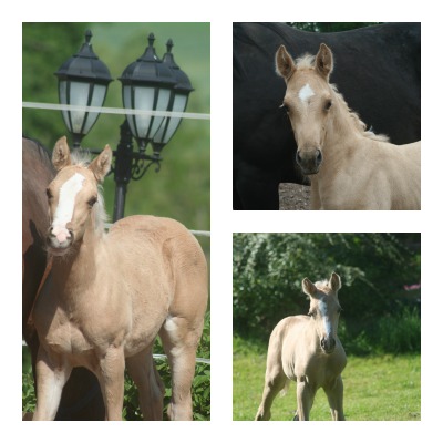 bébés ct quarter horses cuvée 2012 - Page 2 Acceui10