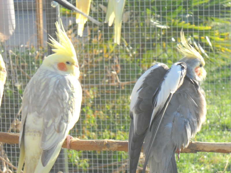 les oiseaux de maman Photo199