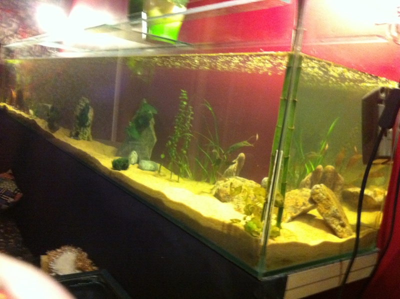 Les aquariums de Saraxo. Iphone46