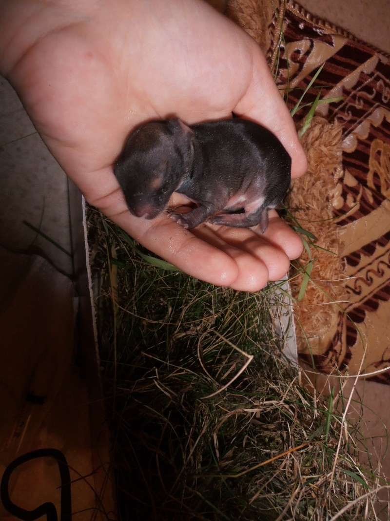 bébé lapin de garenne trouvé de 4 jours ! J-1_10