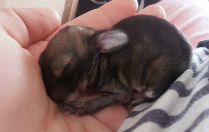 bébé lapin de garenne trouvé de 4 jours ! J-4_10
