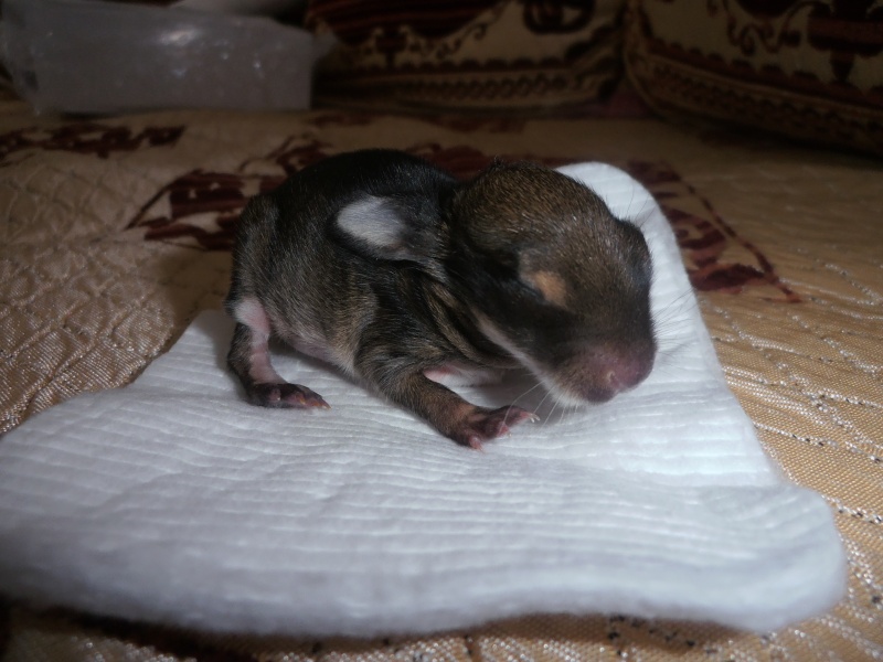 bébé lapin de garenne trouvé de 4 jours ! J-5_10