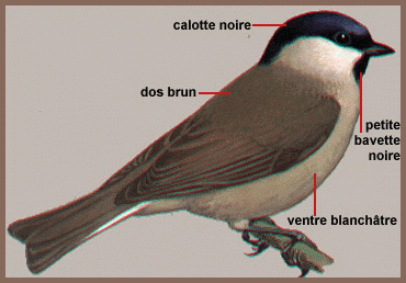 mésange boréale? Dess0510