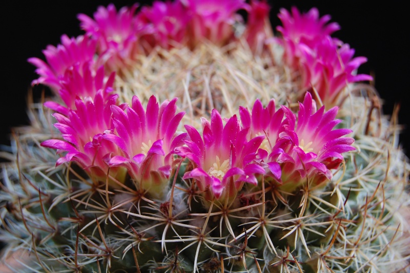 Mammillaria huajuapensis 2291-211