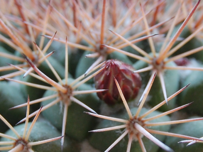 Mammillaria nacoriensis 2582-210