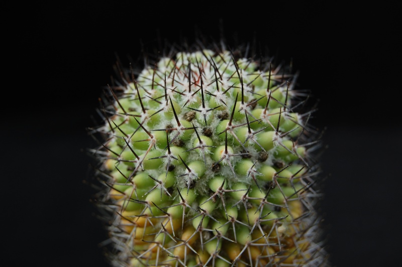 mammillaria polythele ssp obconella 3033-n11