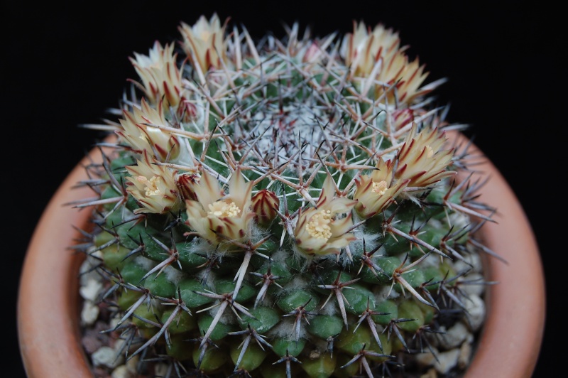 Mammillaria hastifera 3140-211