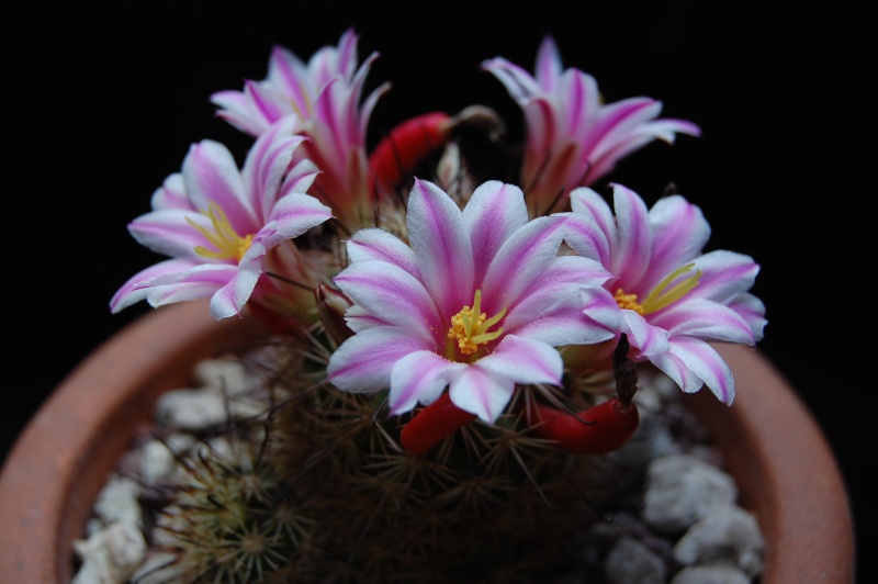 Mammillaria blossfeldiana 3385-211