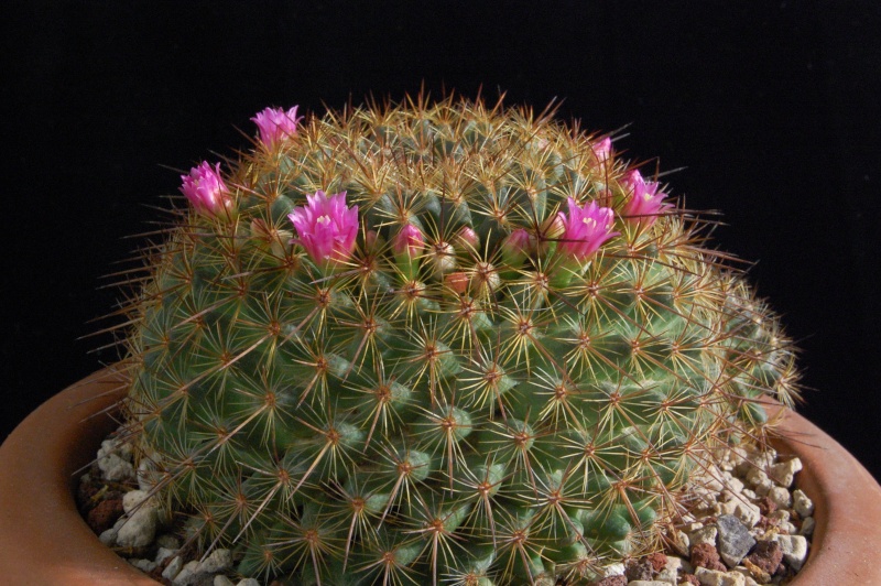 2 Mammillaria without names 353-2010