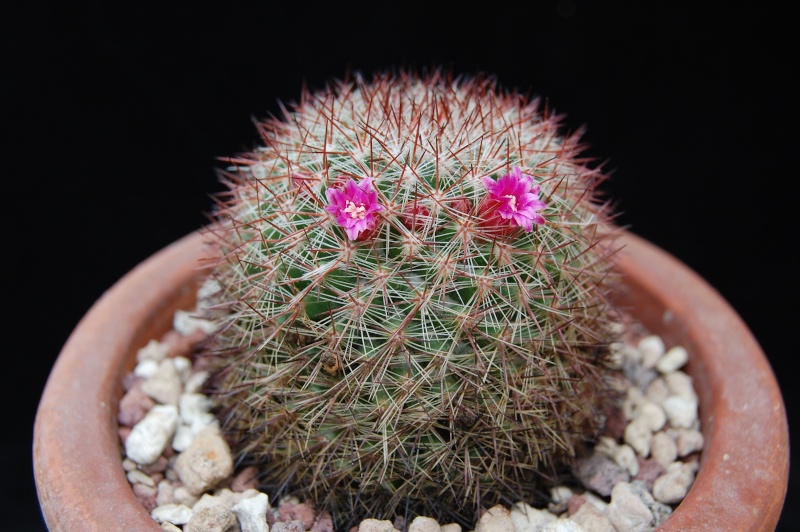 mammillaria silvatica 3571-211