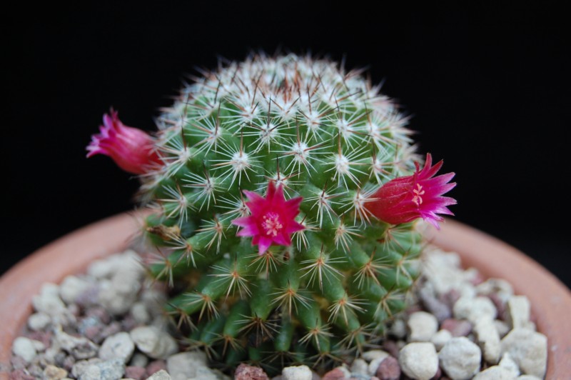 Mammillaria compacticaulis 3651-210