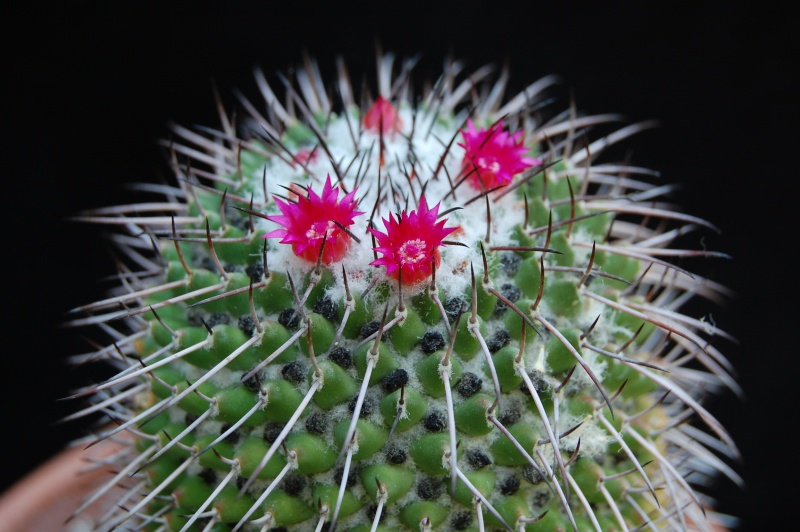 Mammillaria polythele 3712-210