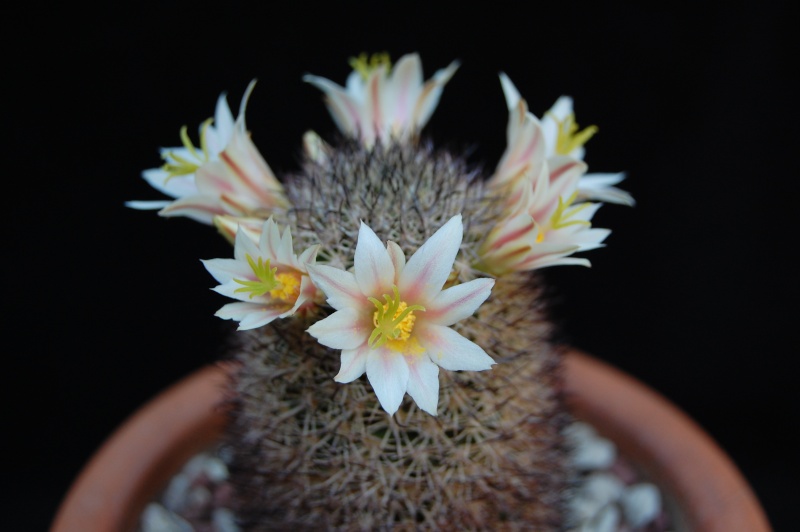 Mammillaria shurliana 4007-212