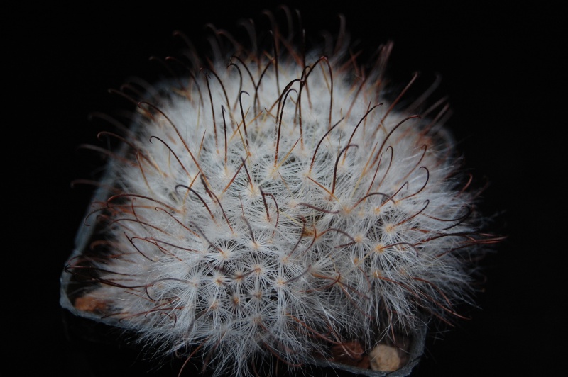Mammillaria guelzowiana 4024-210