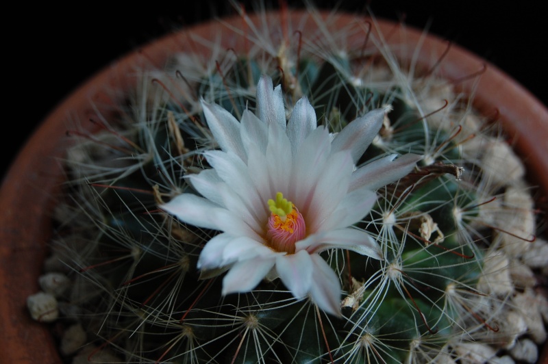 mammillaria zephyranthoides 4082-210