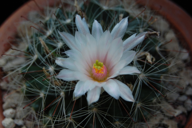 mammillaria zephyranthoides 4082-211