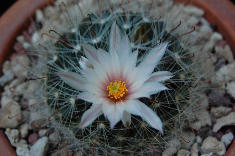 mammillaria zephyranthoides 4082-213