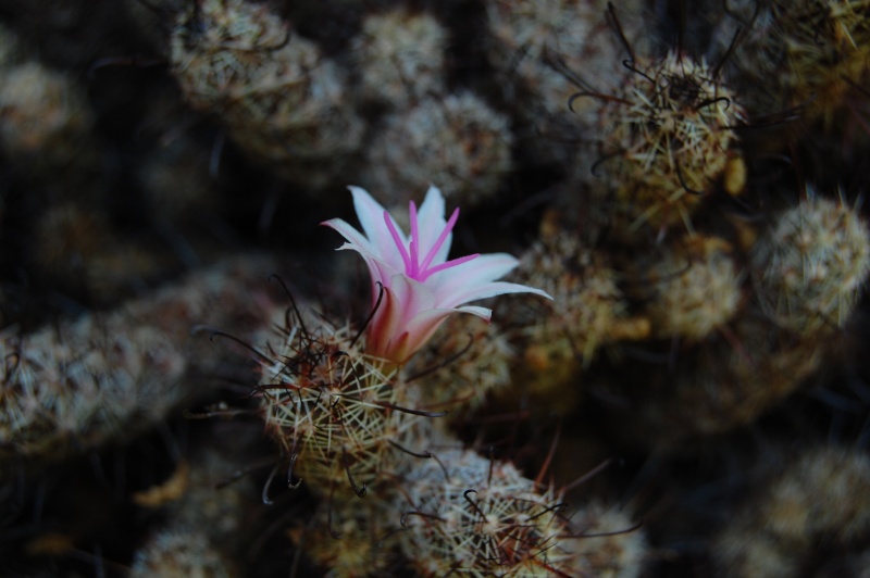 Mammillaria thornberi ssp yaquensis 4278-212