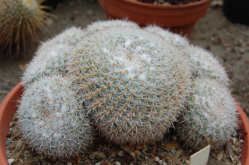 Mammillaria albata Albata10