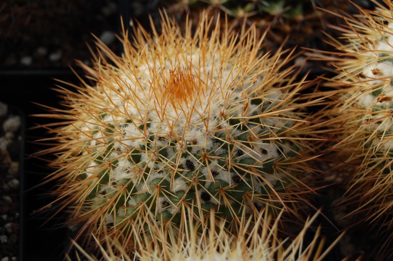 Mammillaria apozolensis    Apozol10