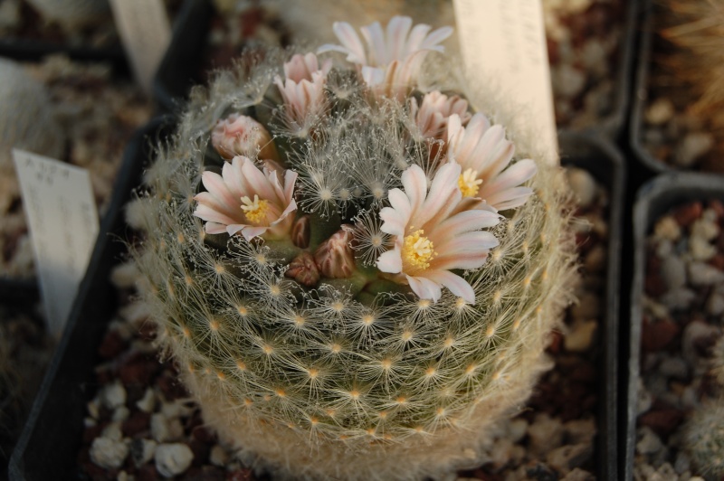 Mammillaria aureilanata      Aureil10