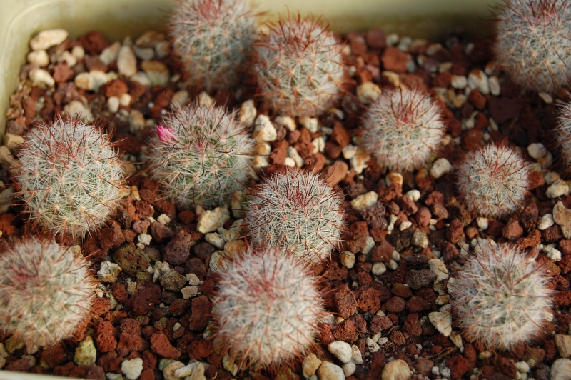 Mammillaria berkiana Berkia10