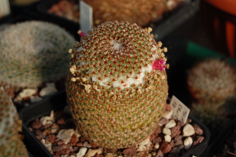 Mammillaria crucigera Crucig11