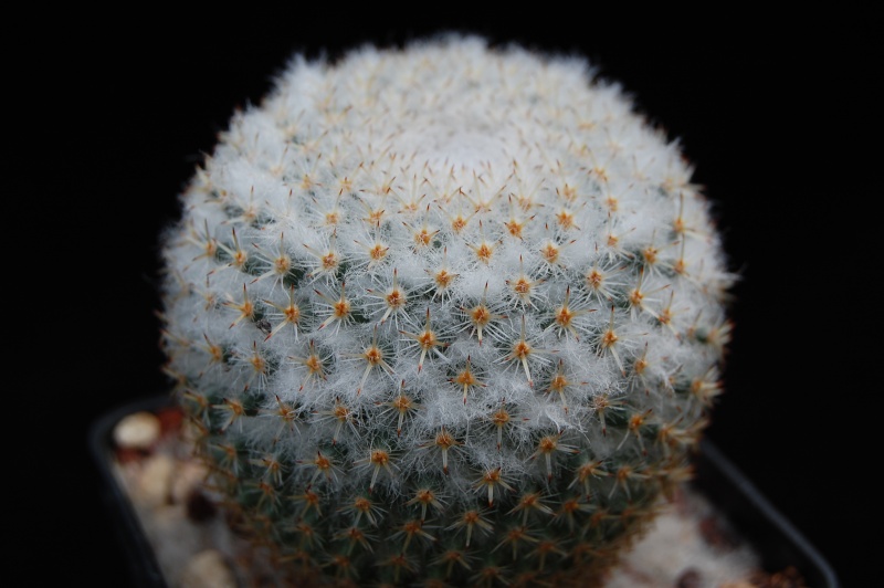 mammillaria lanigera Lanige11