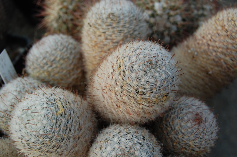 Mammillaria nana Nana_911