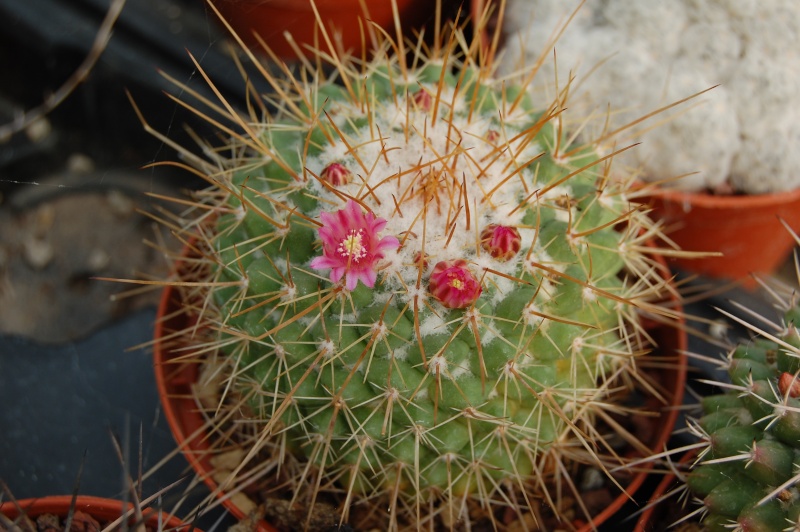 Mammillaria apozolensis    Petter11